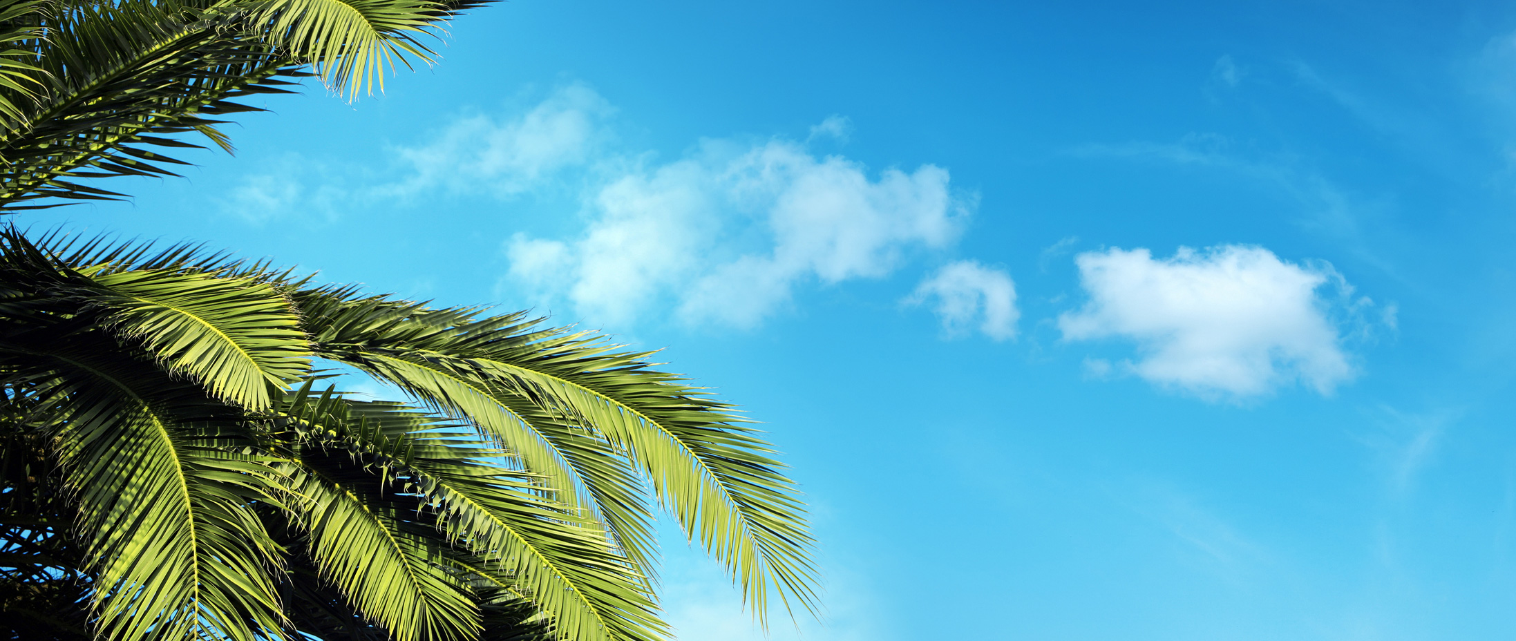 Cloudy blue skies in the background of palm trees. 